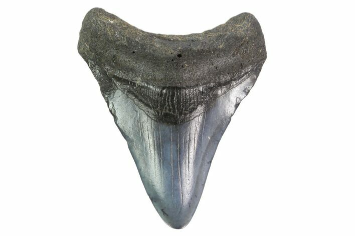 Juvenile Megalodon Tooth - South Carolina #130089